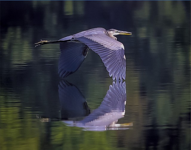 A great blue heron crossing Colchester Pond - PETER RILEY