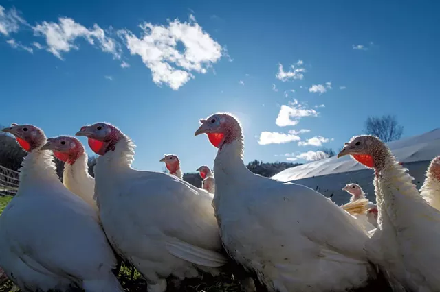 Maple Wind Farm turkeys - GLENN RUSSELL