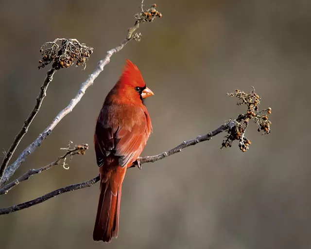 Cardinal - COURTESY OF PETER RILEY
