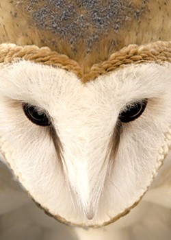 "Barn Owl Face" by Jennifer MaHarry