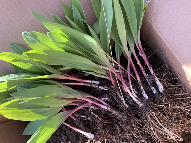 Ramps (Allium tricoccum) harvested in late April (not be used for ID purposes) - MELISSA PASANEN