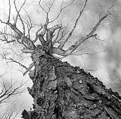 "Old Birch on Elmore Mountain" - GABRIEL TEMPESTA