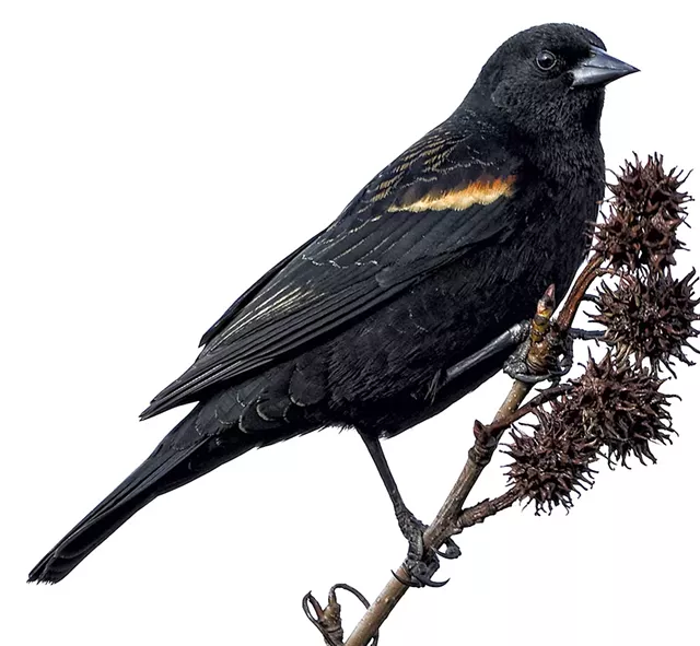 Red-winged blackbird - © DREAMSTIME/MARK HRYCIW