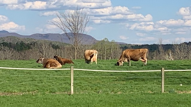 Animal Farm cows out on pasture - COURTESY OF DIANE ST. CLAIR