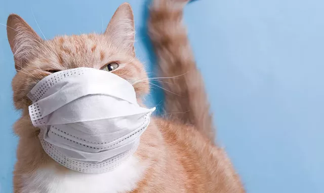 teaser-pandemiccat20.jpg