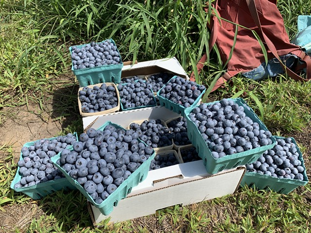 Freshly picked blueberries - MELISSA PASANEN ©️ SEVEN DAYS
