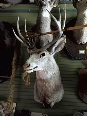 Deer head at Main Street Museum - PAMELA POLSTON ©️ SEVEN DAYS