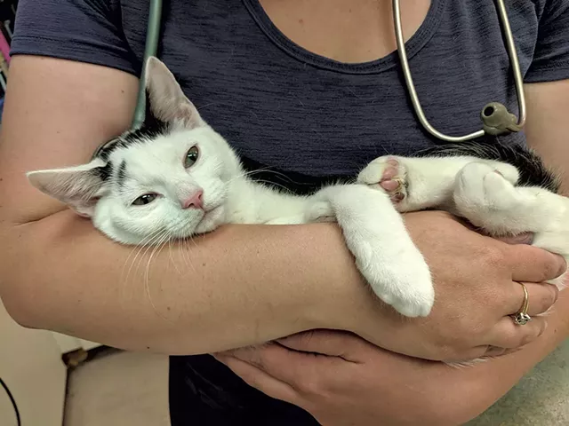 A new arrival at the Humane Society of Chittenden County - COURTESY OF THE HUMANE SOCIETY OF CHITTENDEN COUNTY