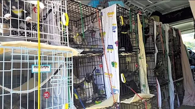 Kitten transport van - COURTESY OF THE HUMANE SOCIETY OF CHITTENDEN COUNTY
