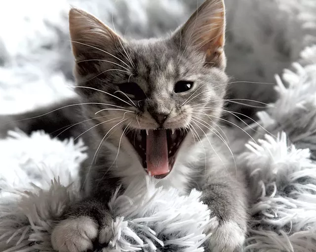Alice, aka Beanz - COURTESY