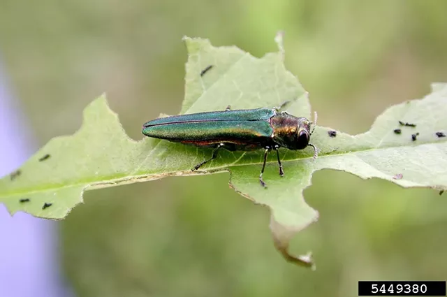 An emerald ash borer - DEBBIE MILLER, USDA FOREST SERVICE, BUGWOOD.ORG