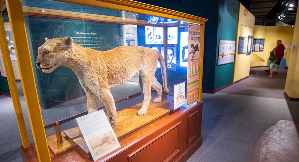A stuffed catamount at the Vermont History Museum - JEB WALLACE-BRODEUR