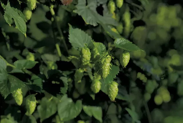 Hops at Champlain Valley Hops - JAMES BUCK