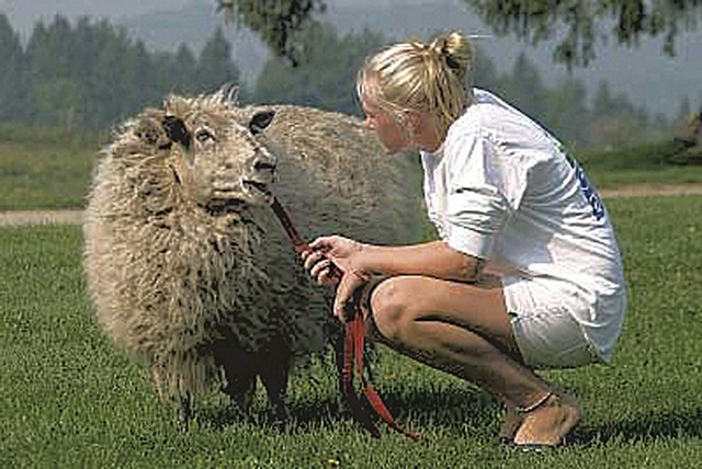 A guest with a sheep from the animal sanctuary - COURTESY OF DAVID BROOKS