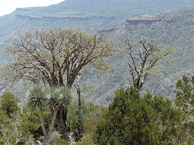 Boswellia trees in Somaliland - COURTESY OF B&Ouml;SWELLNESS