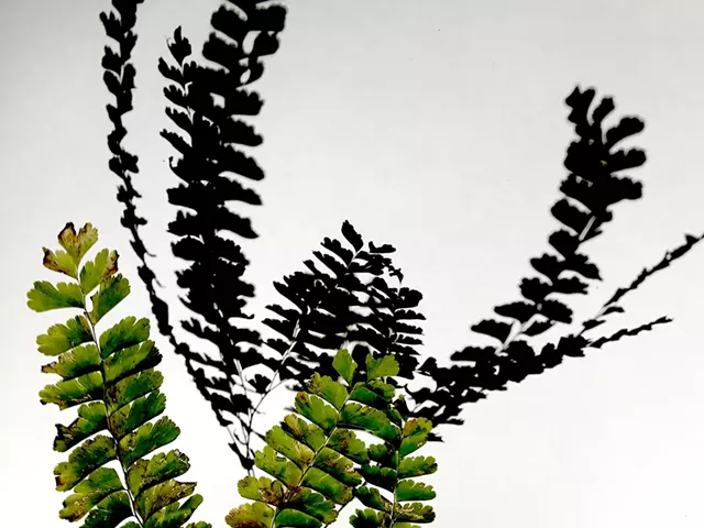 Maidenhair fern shadow - COURTESY OF ELIZABETH BILLINGS