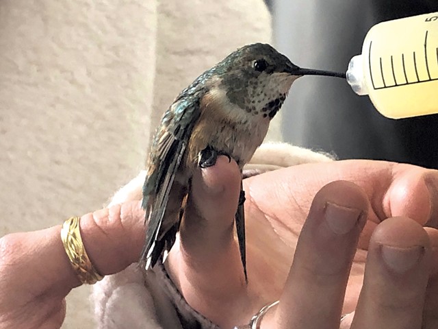 Male rufous hummingbird rescued in December 2020 - COURTESY OF JULIANNA PARKER