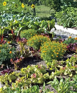 COURTESY OF RED WAGON PLANTS