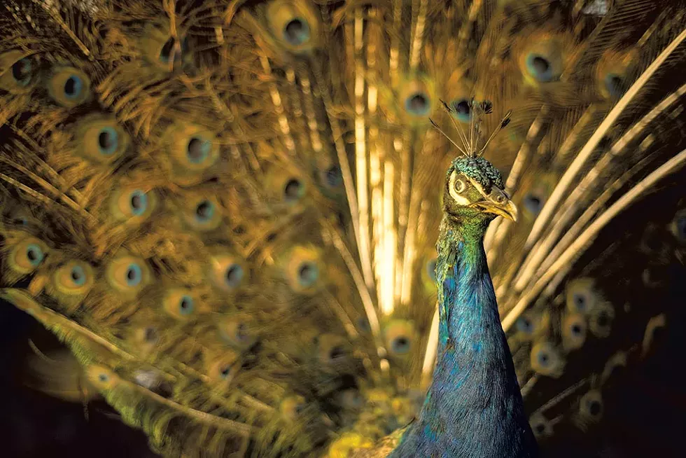 Peacock at Fairbanks Museum & Planetarium - COURTESY O F CEDARBROOK STUDIO