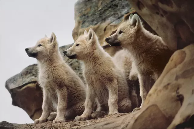 From Medicine of the Wolf - COURTESY OF JULIA HUFFMAN