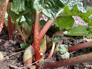 Rhubarb emerging in April - MELISSA PASANEN ©️ SEVEN DAYS