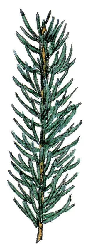 Red Spruce, Picea rubens - JEANIE WILLIAMS