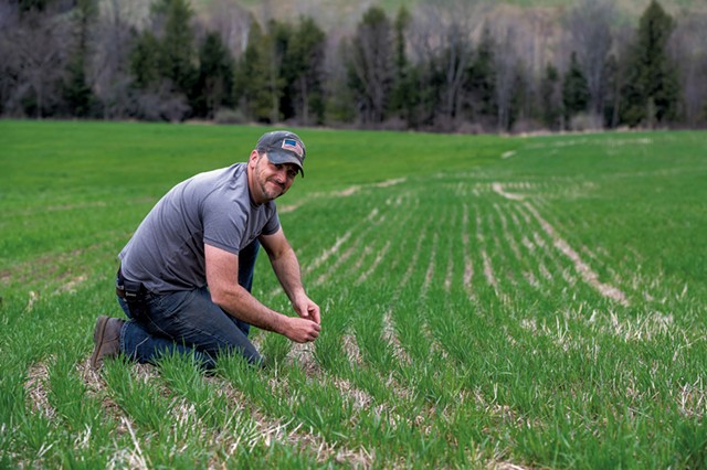 Shawn Gingue checking on this season's wheat crop at NEK Grains - JEB WALLACE-BRODEUR