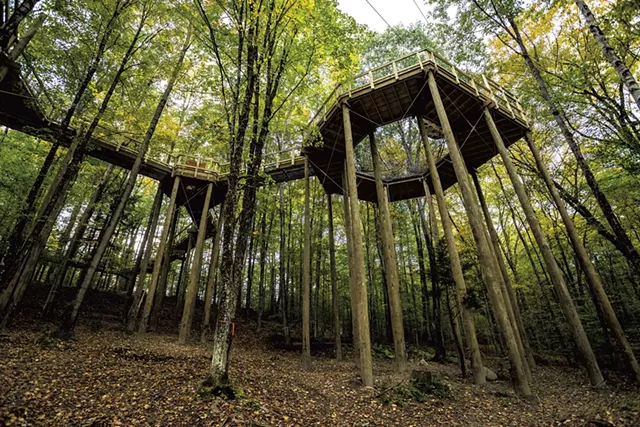Forest Canopy Walk - FILE: TOM MCNEILL