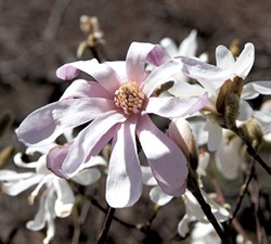 Magnolia - CALEB KENNA