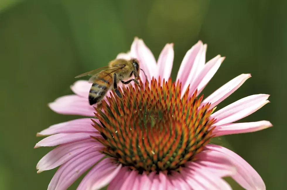 Bee on blooming echinacea - COURTESY OF MICHAEL WILLARD