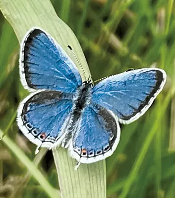 Eastern tailed blue butterfly at Ferrisburgh solar farm - COURTESY OF MIKE KIERNAN