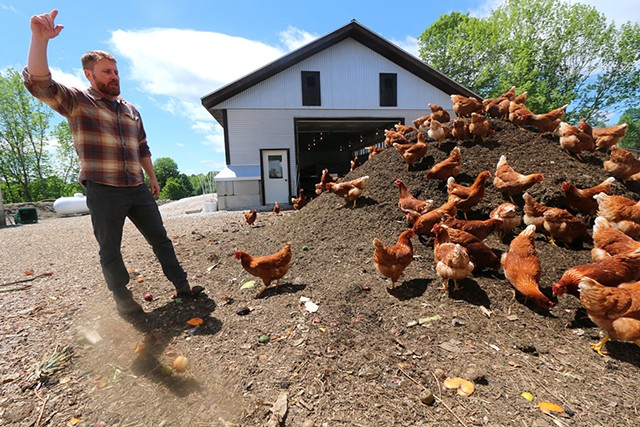 Kurt Ericksen of Vermont Compost checking on his flock of laying hens feeding on compost outside their new barn - KEVIN MCCALLUM ©️ SEVEN DAYS