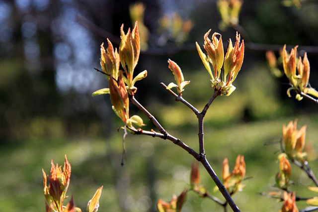 Amur maple (Acer ginnala)
