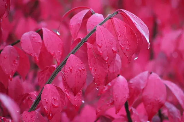 Burning bush (Euonymous alatus)