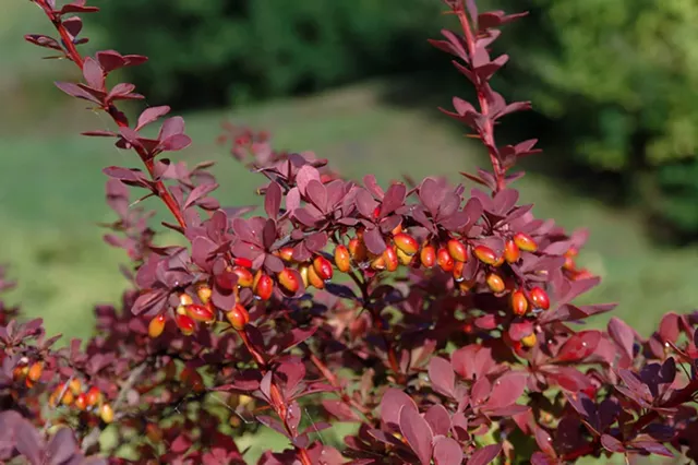Japanese barberry (Berberis thunbergii)