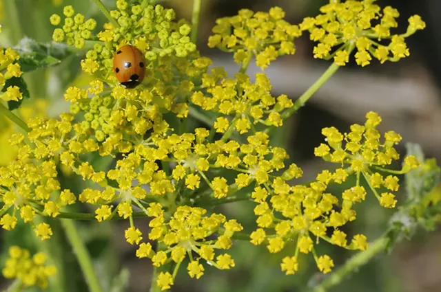 Wild parsnip (Pastinaca sativa)