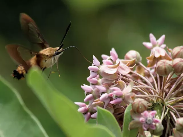 Gardening With Wildflowers - COURTESY OF BOB HEISER