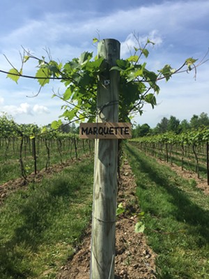 Marquette vines at Shelburne Vineyard - JORDAN BARRY ©️ SEVEN DAYS