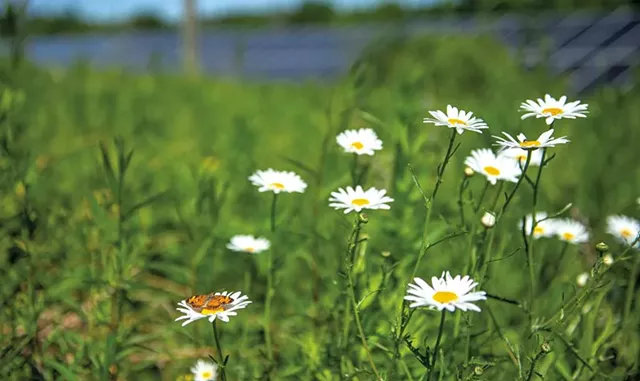 A pearl crescent butterfly on flowers that Bee the Change planted in a Hinesburg solar field - DARIA BISHOP