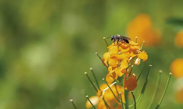 A sweat bee - DARIA BISHOP