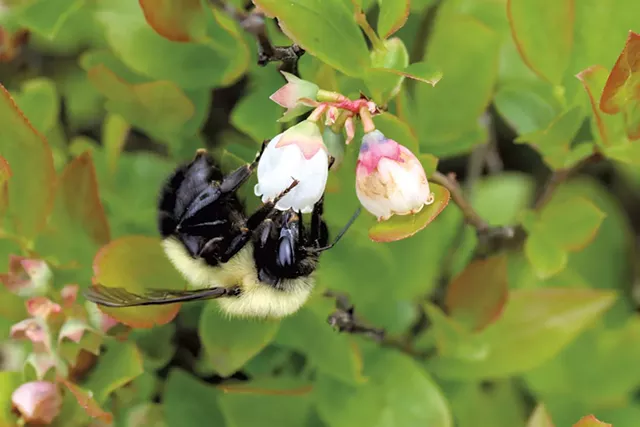 Half-black bumblebee - COURTESY OF SPENCER HARDY