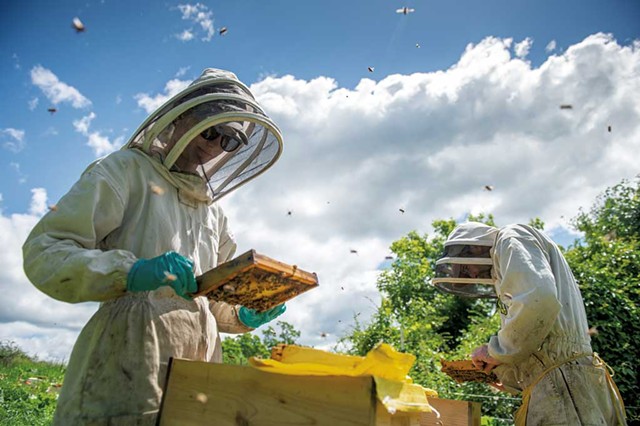 Romy and Andrew Munkres of Lemon Fair Honeyworks searching for queen bees - DARIA BISHOP