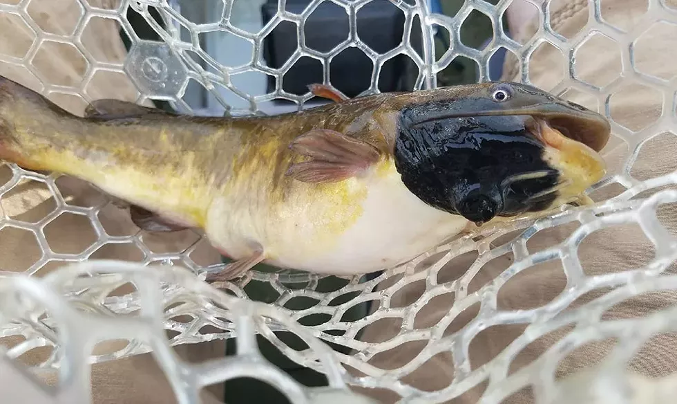 A brown bullhead caught in the South Bay in 2017 - COURTESY OF PETE EMERSON