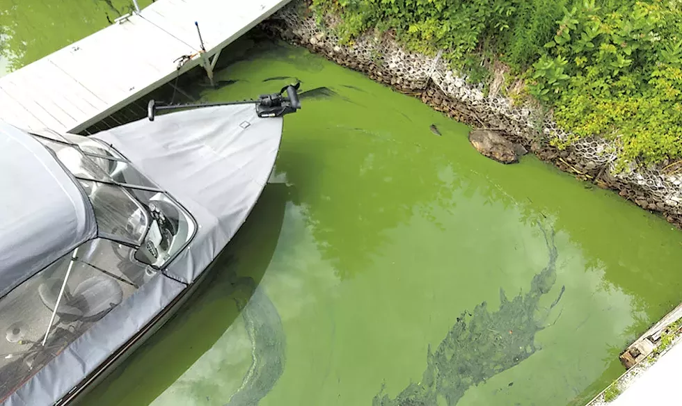 An algae bloom earlier this month in Fitch Bay - COURTESY OF ROBERT BENOIT