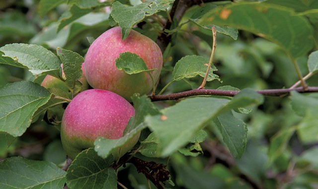 Apples ripening at Owl's Head Orchard - JEB WALLACE-BRODEUR