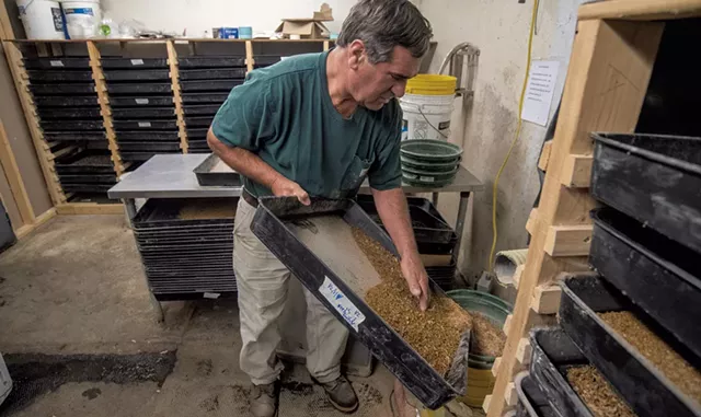 Bob Simpson sifting trays of mealworms to separate the frass - JEB WALLACE-BRODEUR