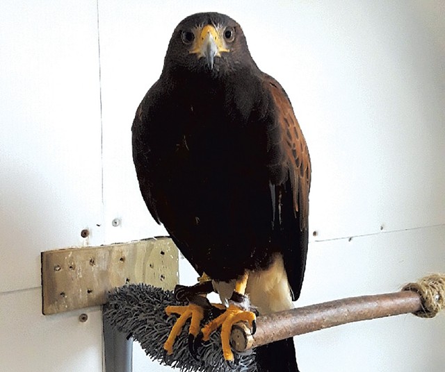 Harris' hawk Paige - COURTESY OF VERMONT INSTITUTE OF NATURAL SCIENCE