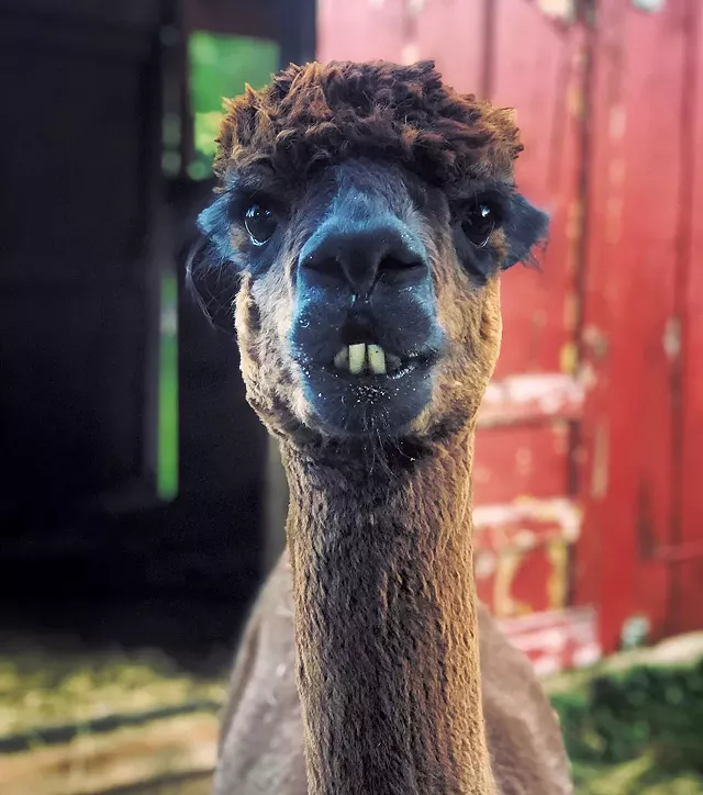 Gustav, aka "Gus" (Human: Morgan Luce) - COURTESY