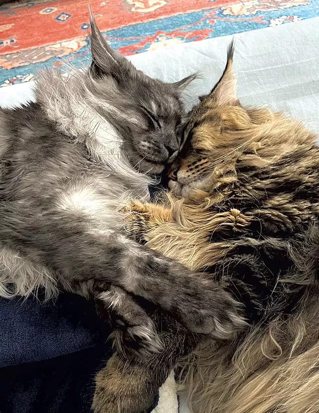 George and Gracie (Human: Betsy Perlman) - COURTESY
