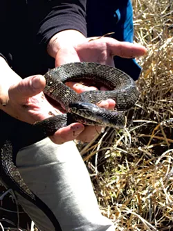 Water snake - ETHAN DE SEIFE